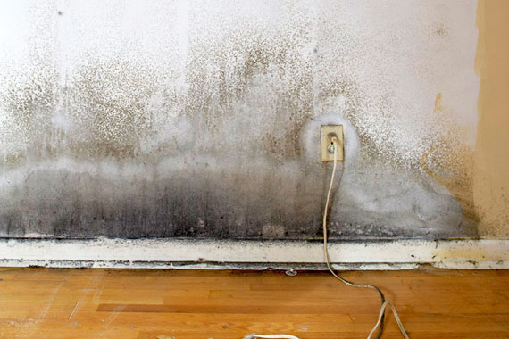 Mold Damage Insurance Claims - Public Adjusters in Miami, Florida